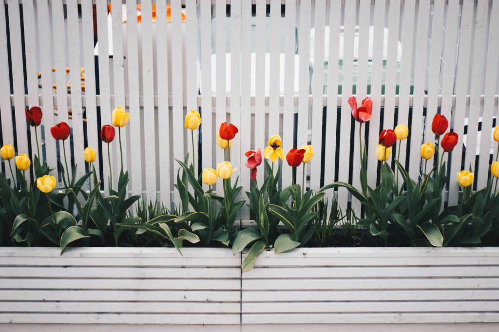 yellow and red tulip flower plant beside white fence