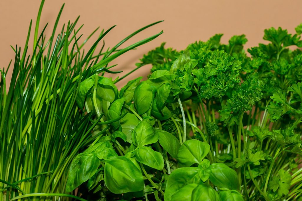 Veelgemaakte fouten bij het planten van kruidenzaden