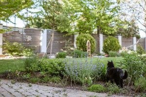 Katten uit de tuin houden diervriendelijke en effectieve tips