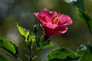 Verwaarloosde hibiscus snoeien zo blaas je de struik nieuw leven in