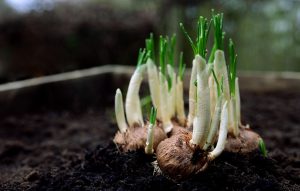 Plantenbakken in de tuin
