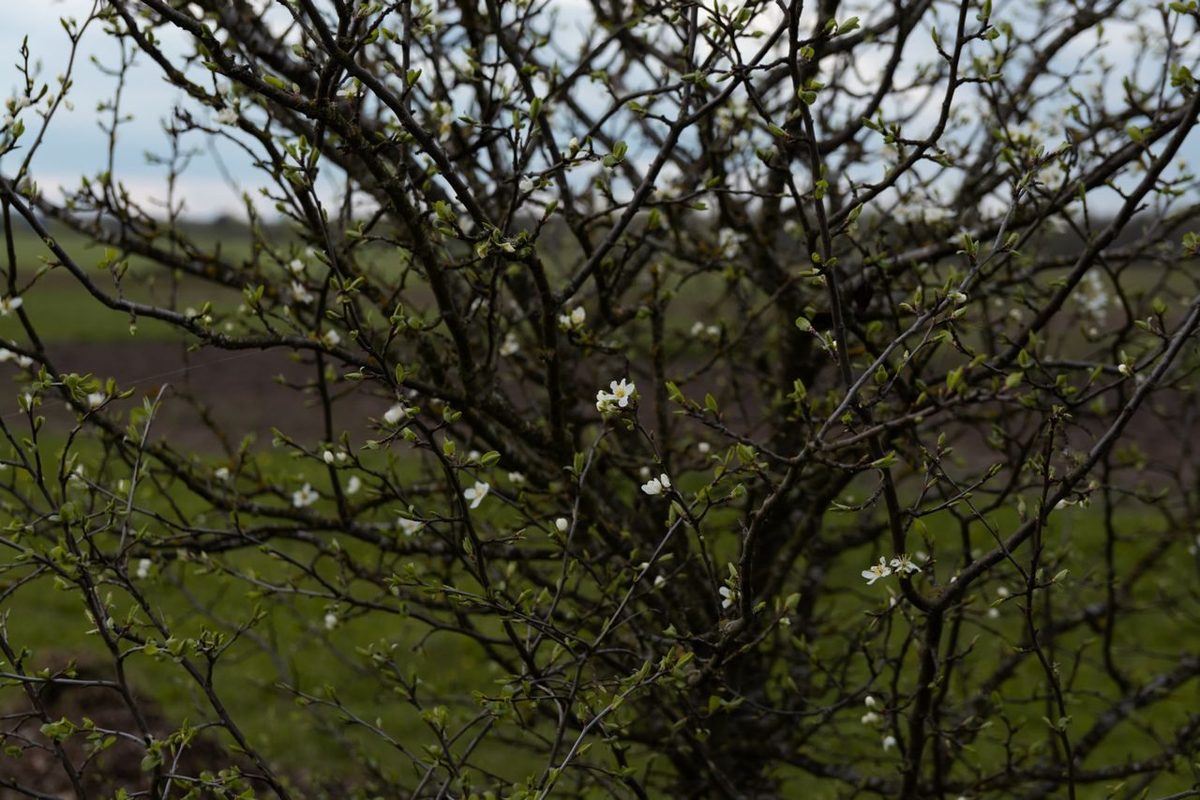 Krentenboom nadelen en voordelen: de complete afweging voor je tuin