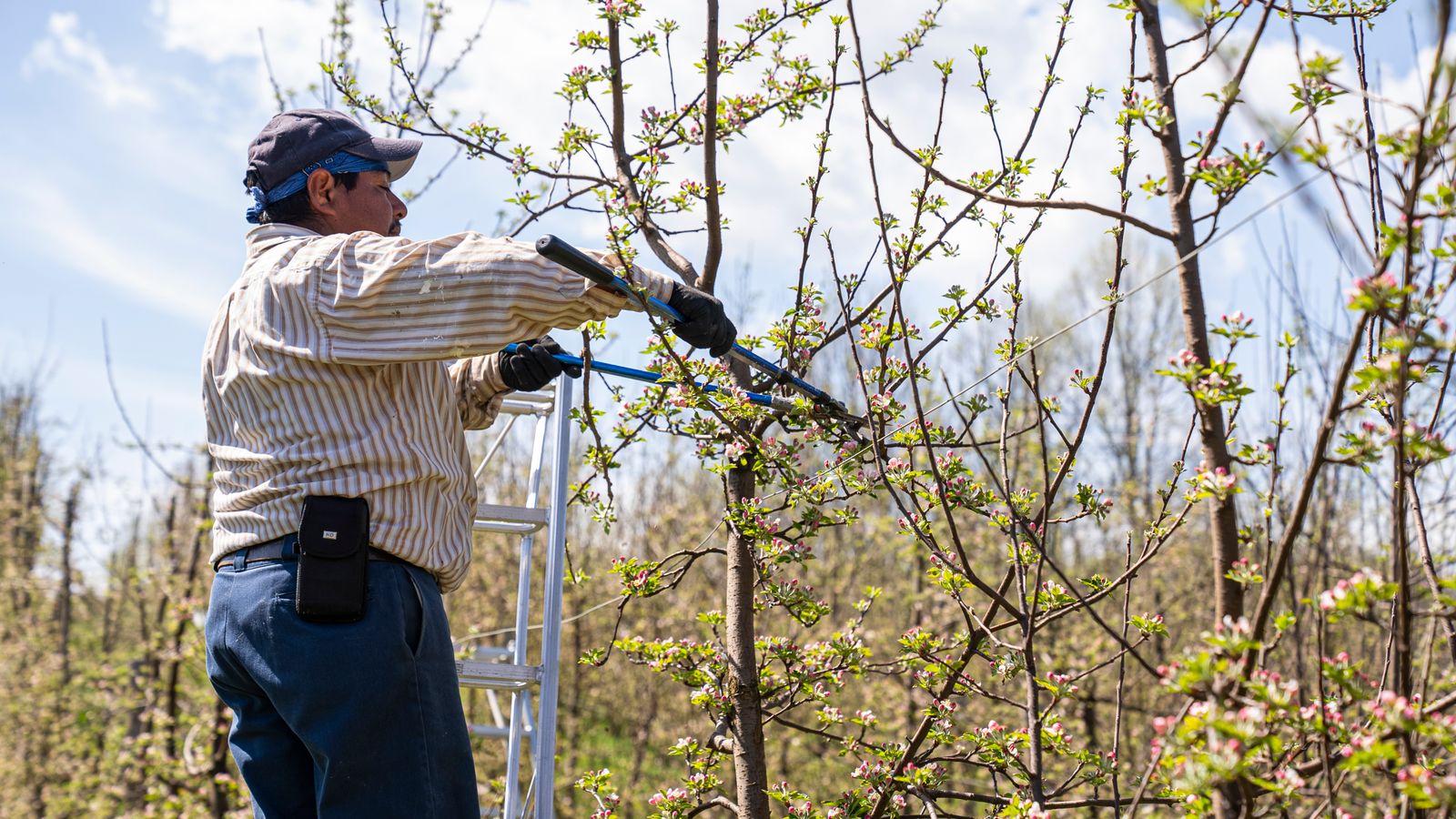 Fruitteler snoeit takken van een appelboom