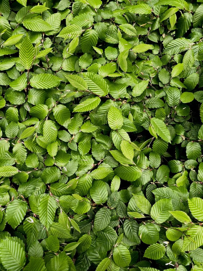 Groene beukenbladeren