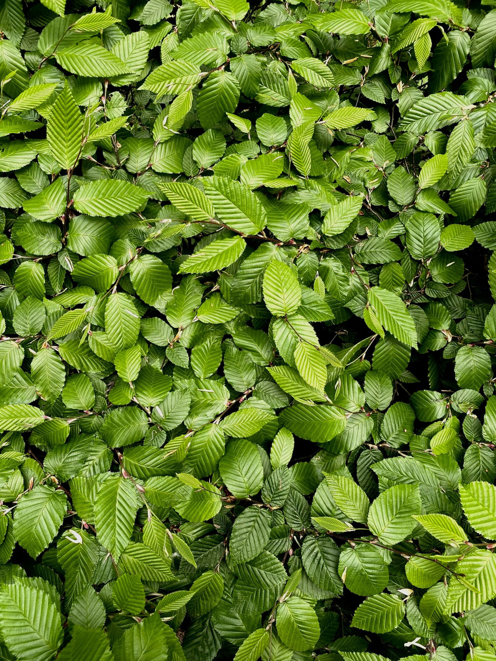Groene beukenbladeren