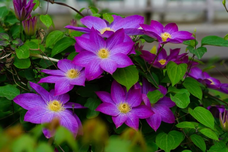 Paarse clematis in bloei