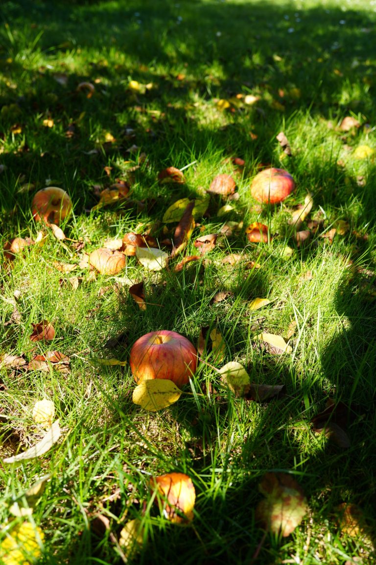 Gevallen appels in het gras