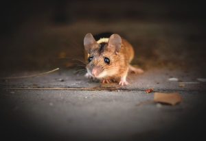 Gaan muizen weg als er geen eten is? Dit is hoe het echt zit