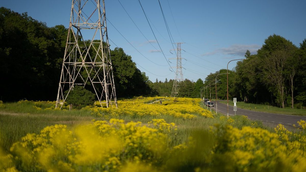 Gele bloemen langs de weg: welke zijn het en zijn ze gevaarlijk?
