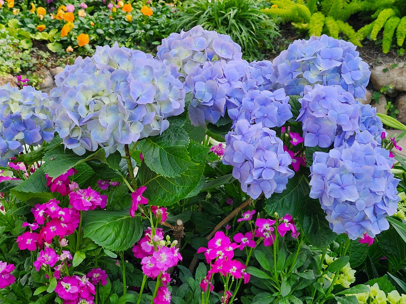 Blauwe en roze hortensia in een tuin