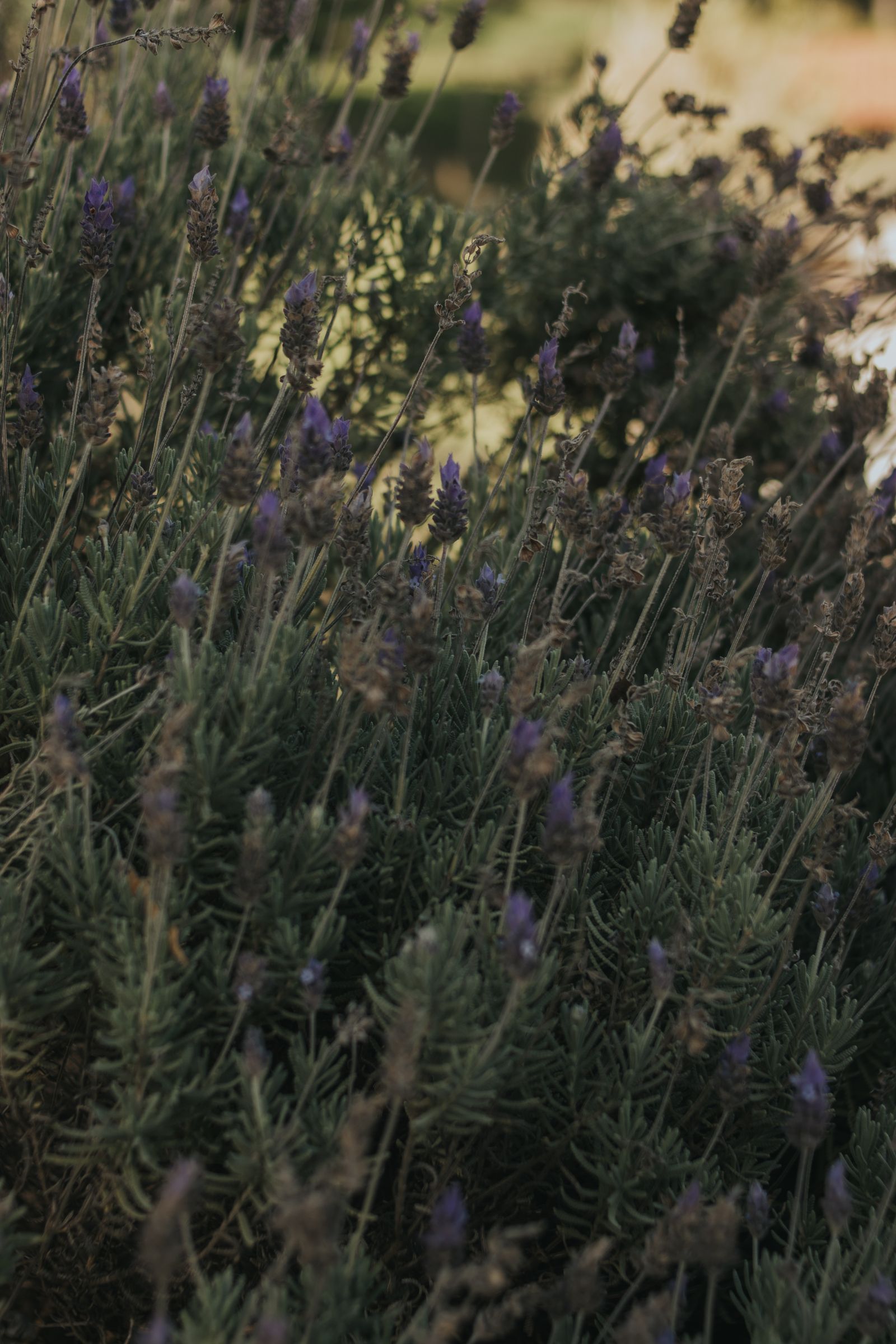 Bloeiende lavendel