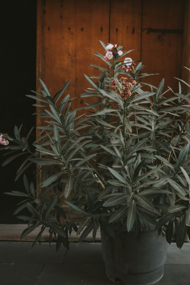 Oleander met roze bloemen in een pot