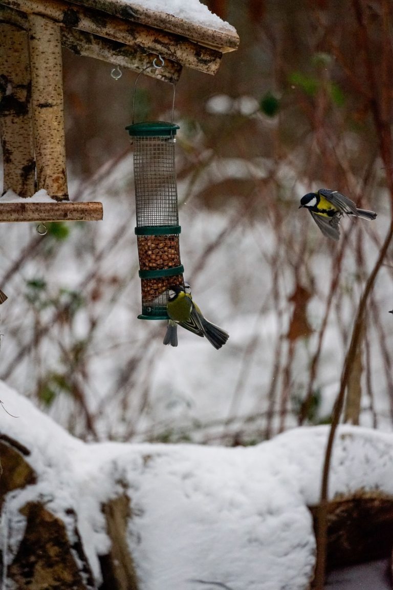 Twee koolmezen bij een voederhuisje in de sneeuw