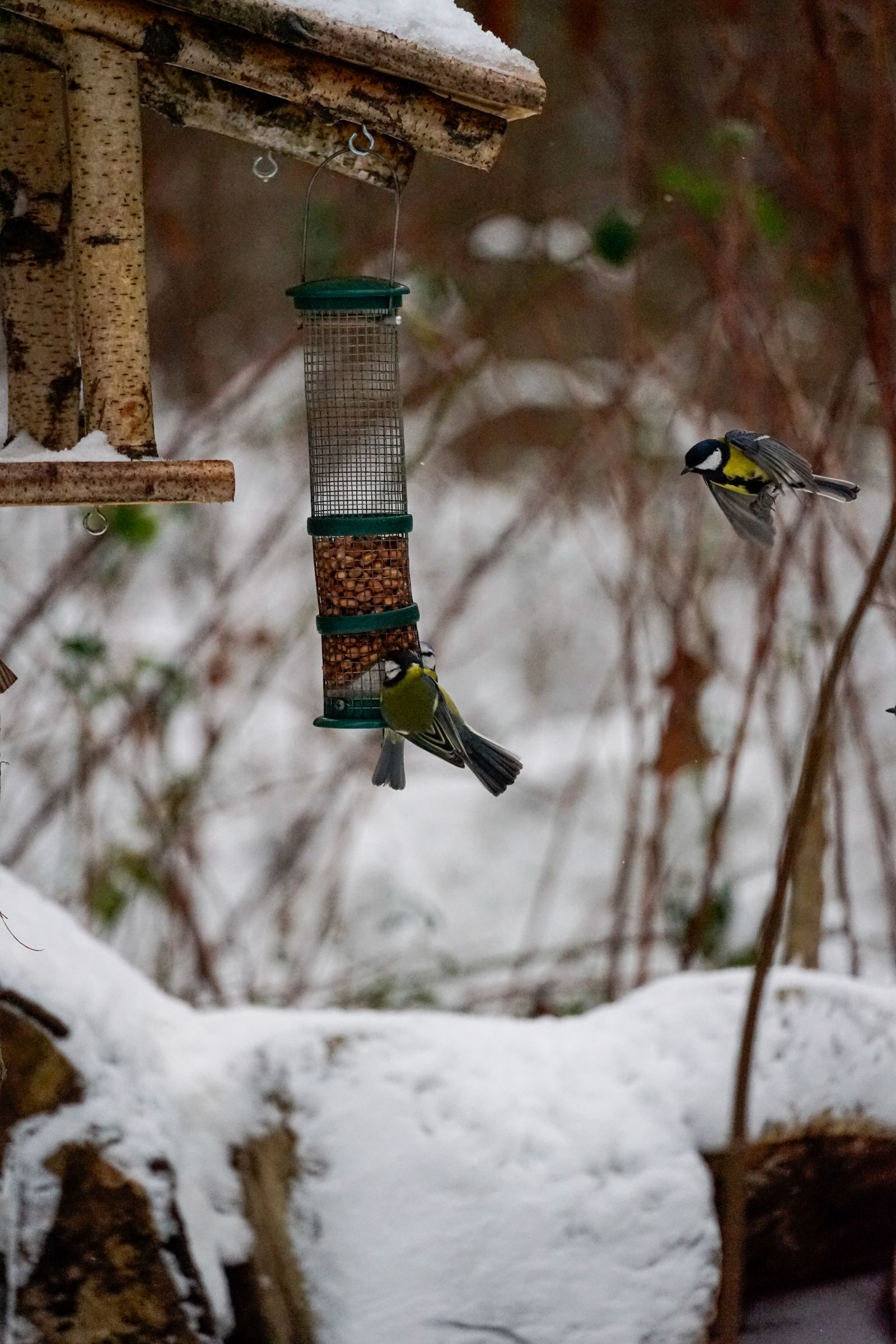 Twee koolmezen bij een voederhuisje in de sneeuw
